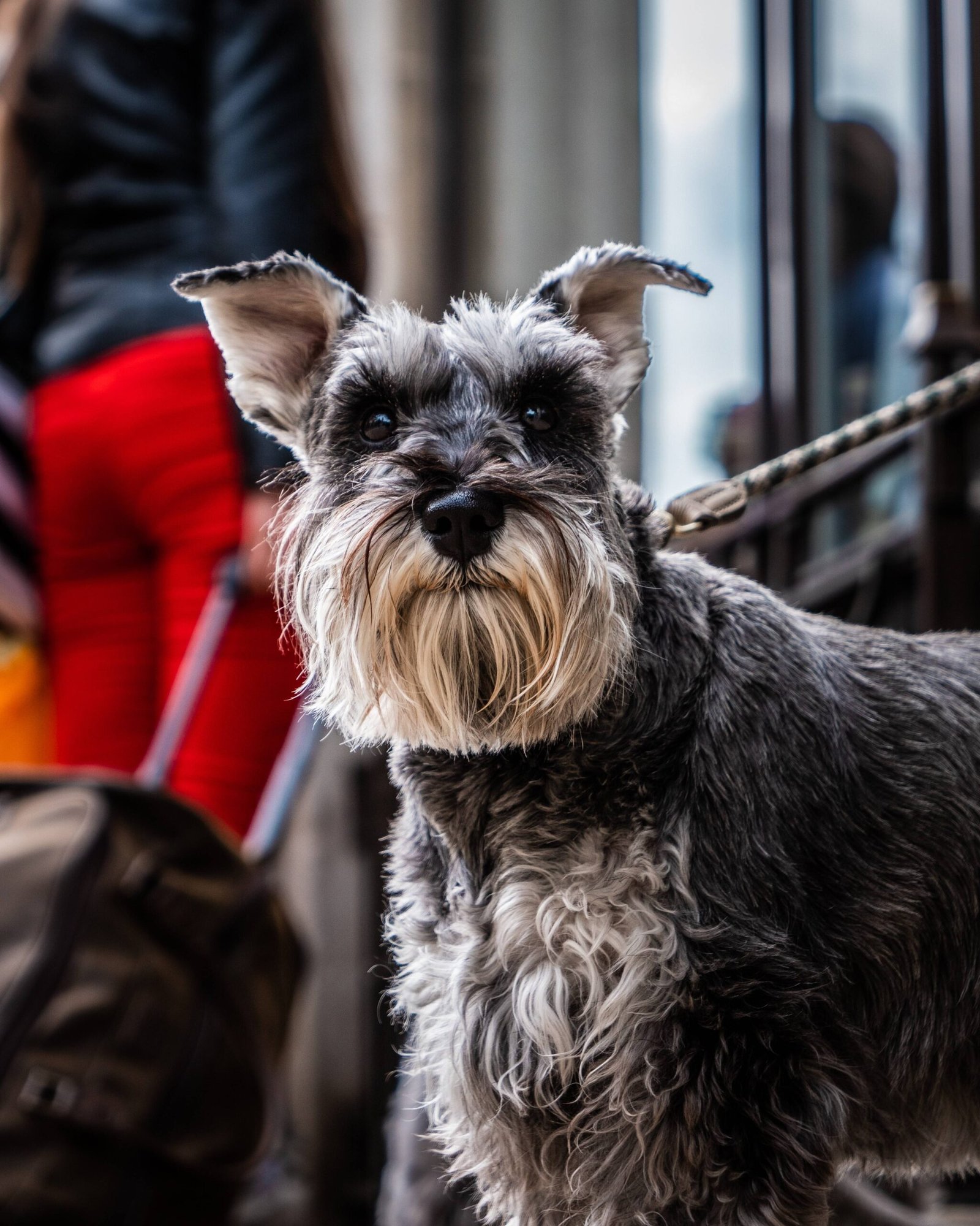 Affenpinscher: A Playful and Lively Companion for Dog Lovers