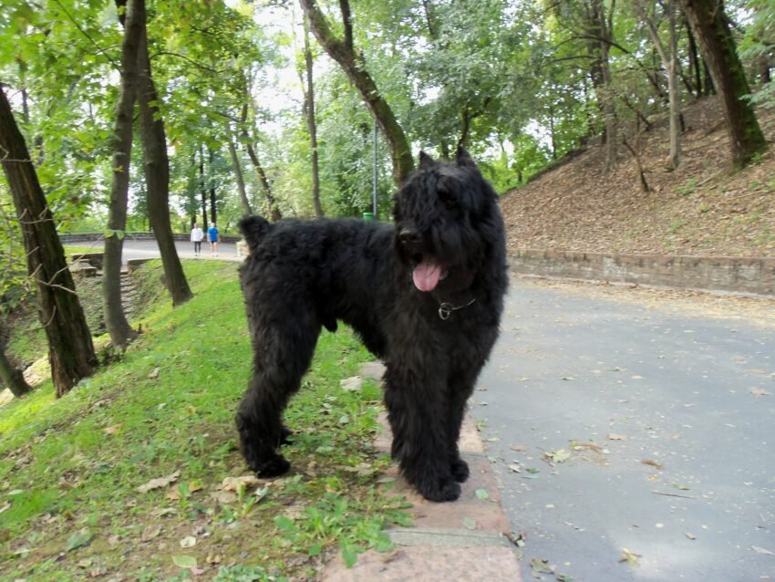 Bouvier des Flandres