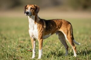 American Foxhound: The Complete Guide to America’s Historic Hunting Breed