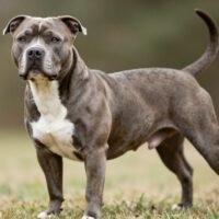 American Staffordshire Terrier: Complete Breed Guide for Owners