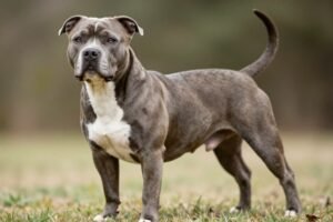 American Staffordshire Terrier: Complete Breed Guide for Owners
