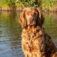American Water Spaniel: Loyal, Intelligent Companion