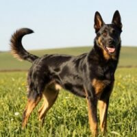 Discover the Beauceron: A Unique French Herding Dog