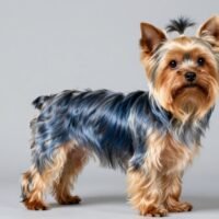 Yorkshire Terrier: Your Complete Guide to This Beloved Companion Breed